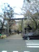 名古屋の桜.jpg